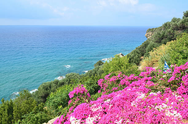 Beautiful Bougainvillea Seashore in Greece stock photo