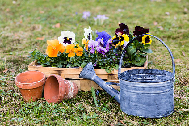 istock pansies in a basket 462314349