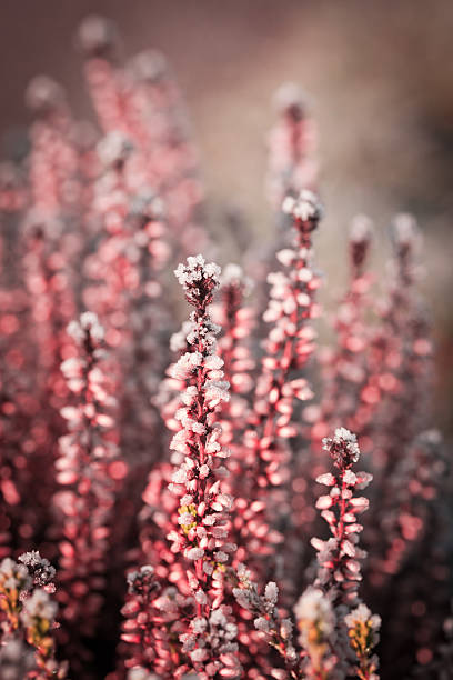 Frosty heather Erica plant enveloped in ice crystals lüneburg heath stock pictures, royalty-free photos & images
