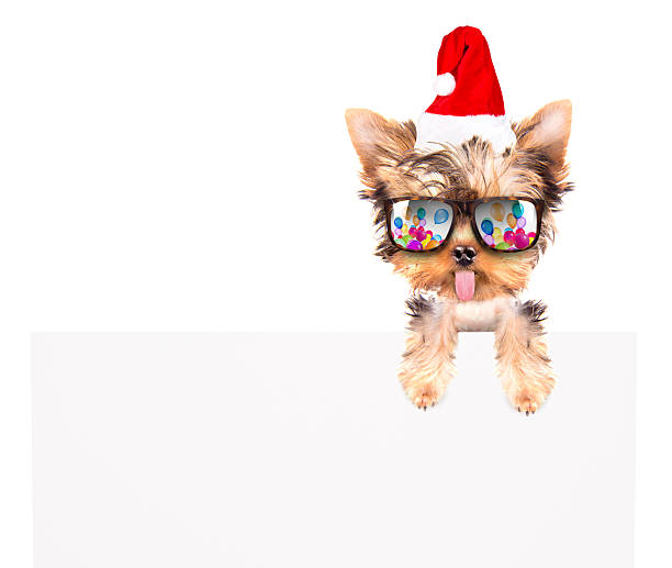 weihnachten hund mit weihnachtsmann mit bunner - lieke klaus stock-fotos und bilder