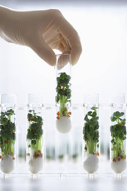 istock Hand Holding Test Tube Containing Cress Seedlings 462316515