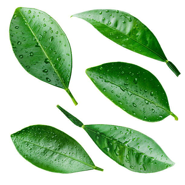 istock Citrus leaves with drops isolated on white. Collection 462317029