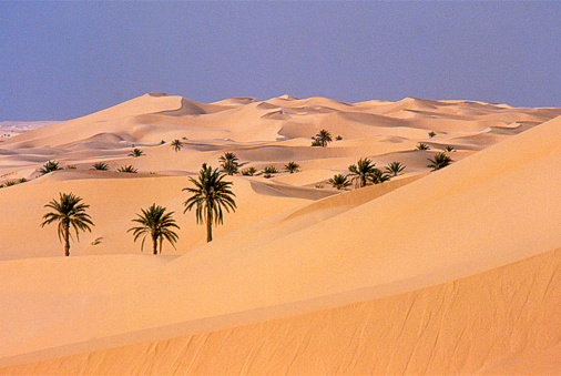 dunes in the Sahara with palm trees