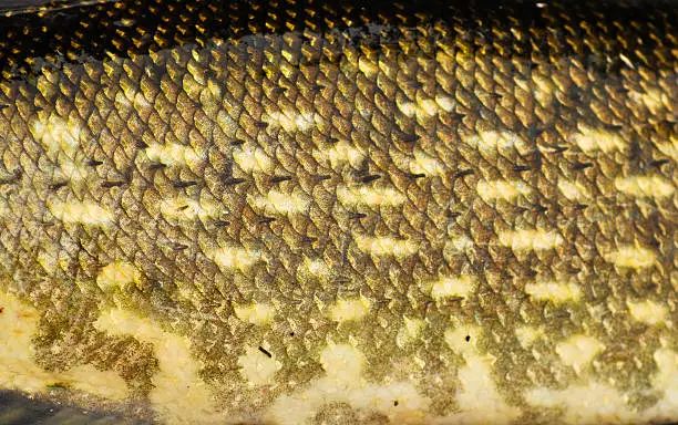 Skin of a fish with scales. The texture and pattern of coloring predatory pike.