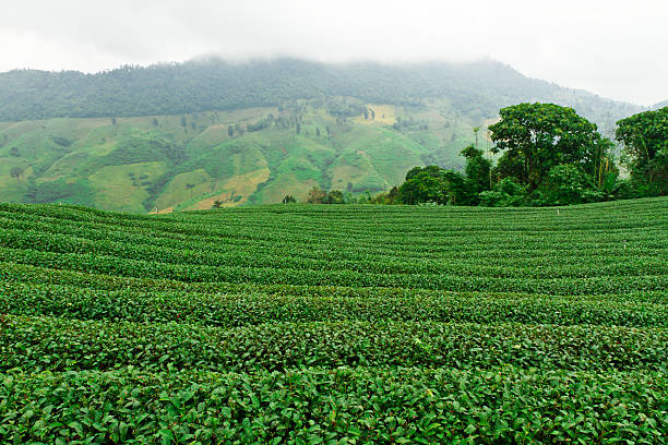 istock Tea plantation in Chiang Rai, Thailand 462331183