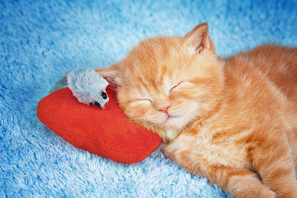 istock Little kitten sleeping on the red heart-shaped pillow 462334675