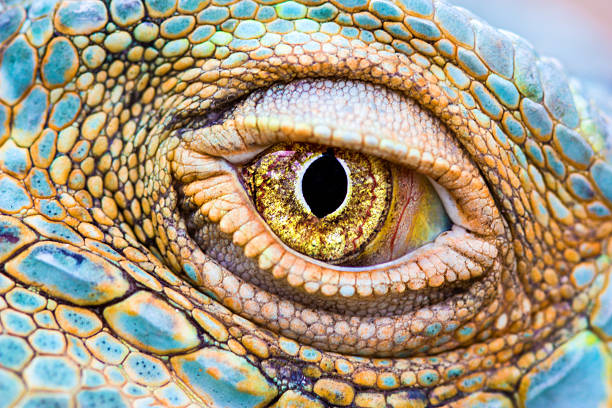 Eye of the dragon Close-up of the eye of a Green Iguana (Iguana iguana). reptile stock pictures, royalty-free photos & images