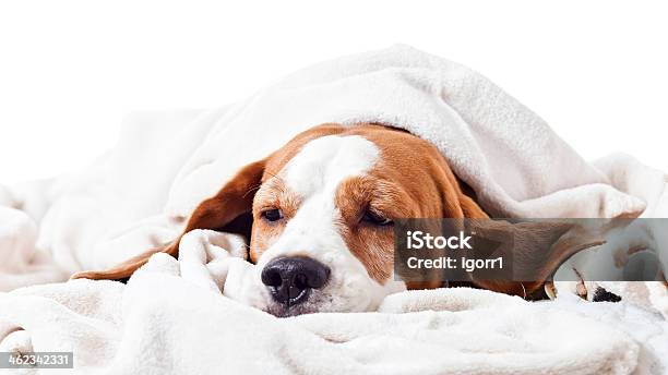 Dog Under A Blanket On White Stock Photo - Download Image Now - Dog, Illness, Patient