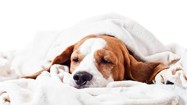 Very much sick dog under a blanket, isolated on  white