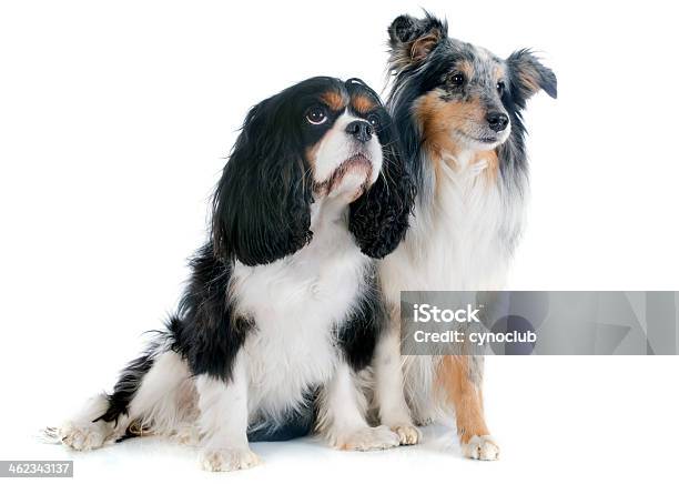 Shetland Hund Und Cavalier King Charles Stockfoto und mehr Bilder von Blau - Blau, Cavalier King Charles Spaniel, Collie