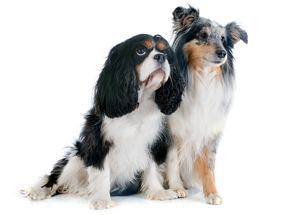 istock shetland dog and cavalier king charles 462343137