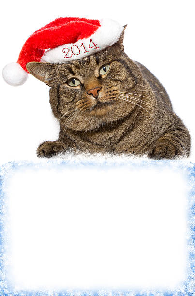 istock Gray cat with red Santa Claus hat . 462344041