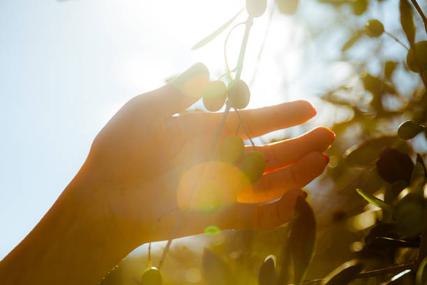 recolección de aceitunas bajo el sol en la toscana - sun sunlight italy florence italy fotografías e imágenes de stock