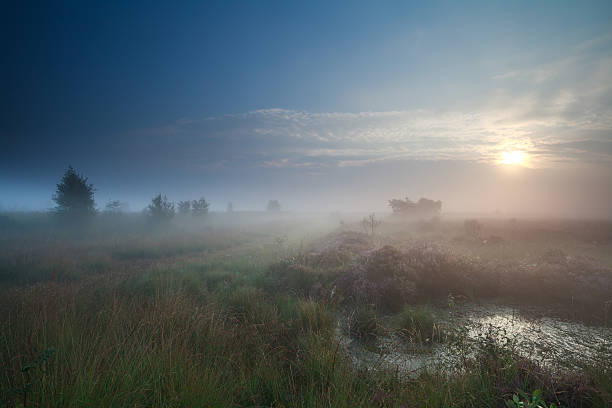 istock sunrise in denfe fog over swamp 462345081