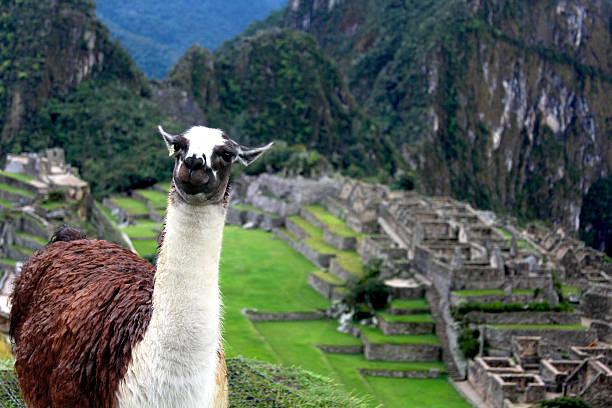 istock Llama on top of Machu Picchu 462345613