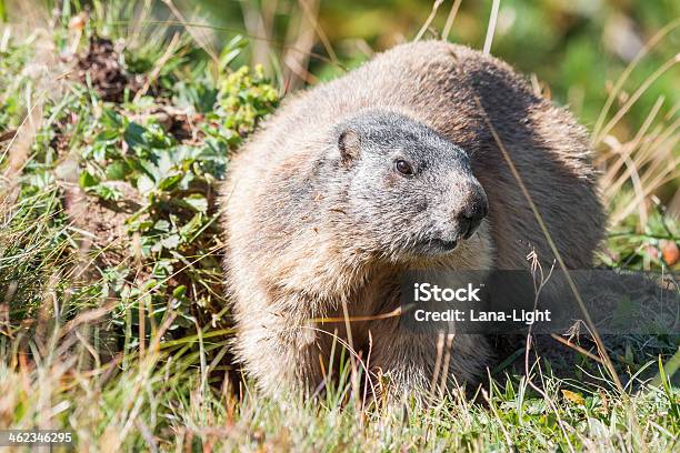 Alpine Marmot Stock Photo - Download Image Now - Animal Den, Fat -  Nutrient, Indoors - iStock