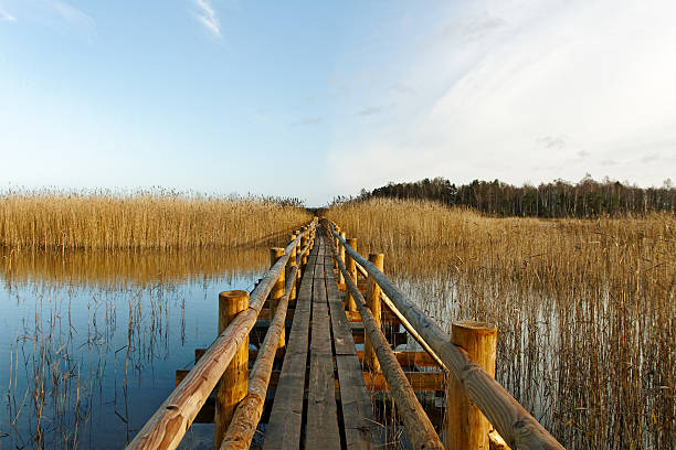 istock View to the lake. 462347719