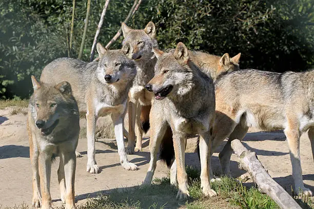 pack of wolves standing on a hill