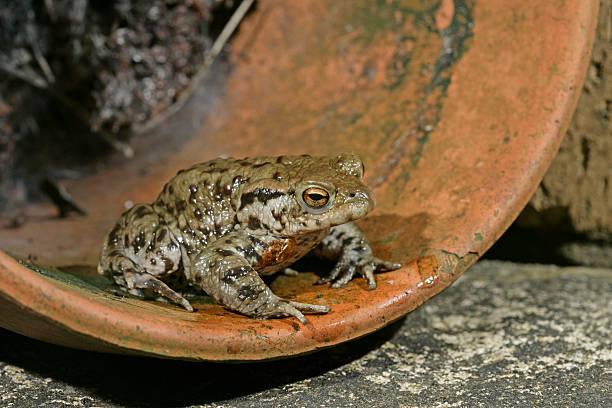 crapaud commun, bufo bufoo - common toad photos et images de collection