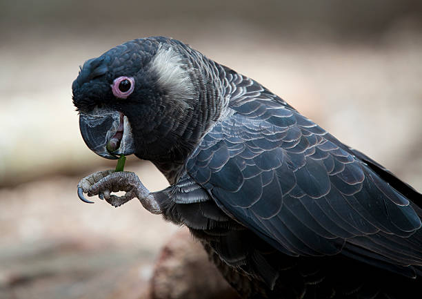 Carnaby's White-tailed Black Cockatoo. stock photo