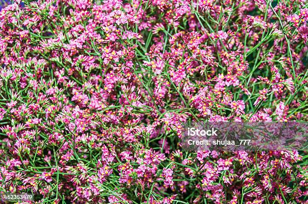 Pink Flowers Stock Photo - Download Image Now - Affectionate, Beauty In Nature, Blossom