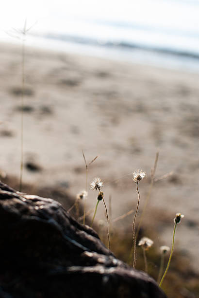 istock Blossoming grasses and wildflowers silhouetted 462353599