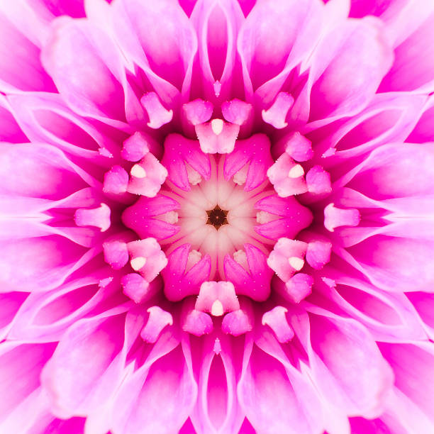 istock Pink Concentric Flower Center. Mandala Kaleidoscopic design 462353913