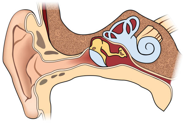 ilustrações de stock, clip art, desenhos animados e ícones de anatomia do ouvido humano - eustachian tube