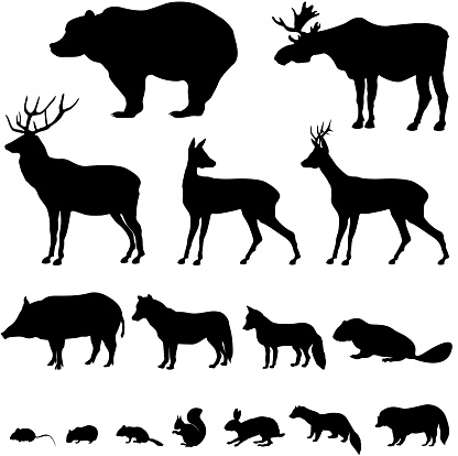 Animals living in europien forest. Vector set of silhouette isolated on white background.