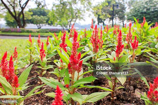 Fiori Celosia Plumed - Fotografie stock e altre immagini di Ambientazione esterna - Ambientazione esterna, Ambientazione tranquilla, Asparagina