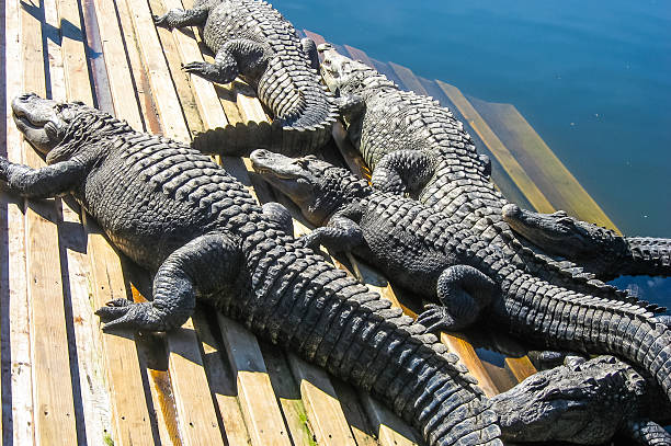 Alligators sunbathing on deck stock photo