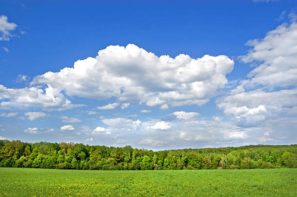 istock Field and wood 462358173