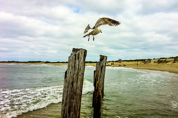 Seagull on post at New Jersey Shore stock photo