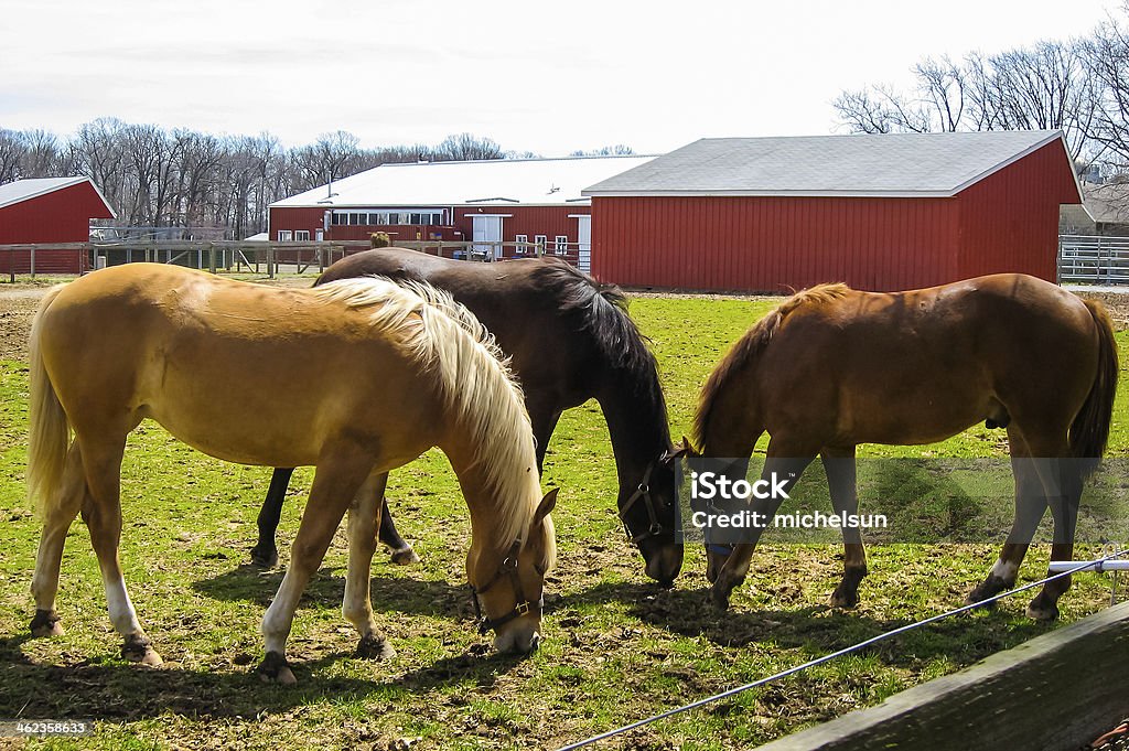 Three horses in pasture Three domestic horses in a pasture, barn in background Agricultural Activity Stock Photo