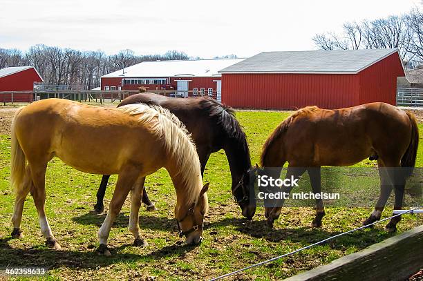 Three Horses In Pasture Stock Photo - Download Image Now - Agricultural Activity, Animal, Animal Hospital