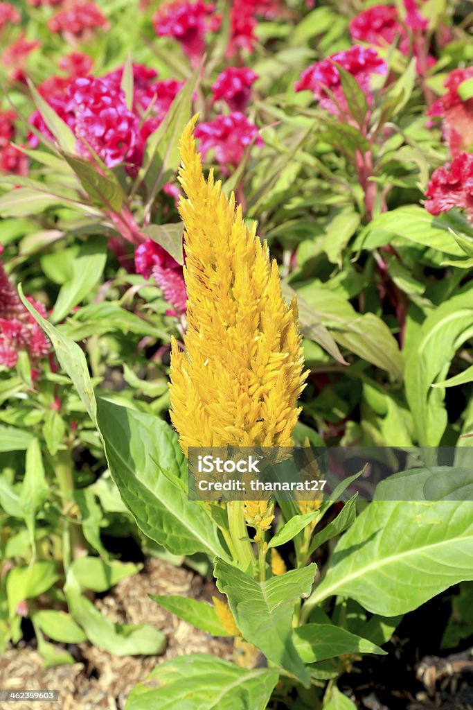 Fiori celosia Plumed - Foto stock royalty-free di Ambientazione esterna