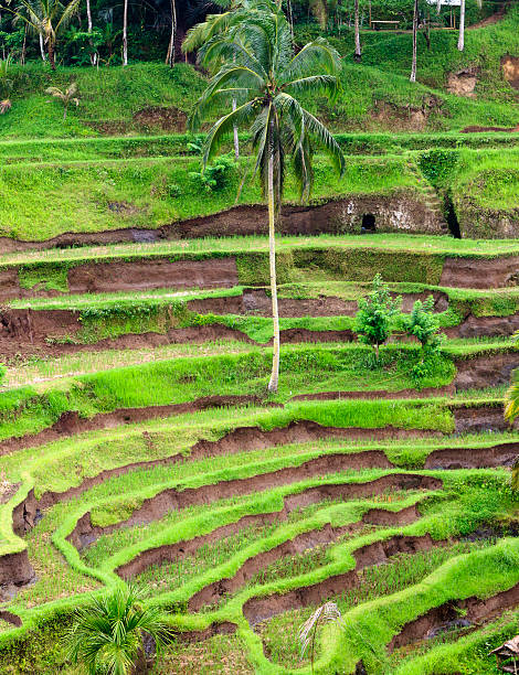 istock Beautiful terrace paddy field at Ubud, Bali, Indonesia 462359653