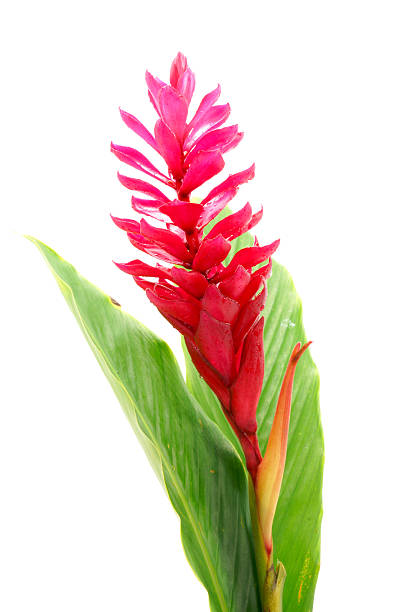 istock beautiful tropical red ginger flower on isolate white background 462359917
