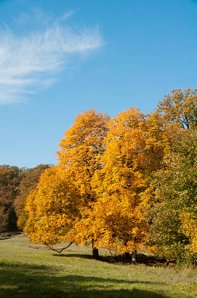 istock Autumn Landscape. Forest in Vienna, Austria 462362991