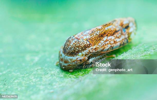 Foto de Brown Fulgoromorpha e mais fotos de stock de Complexidade - Complexidade, Exterior, Fauna Silvestre