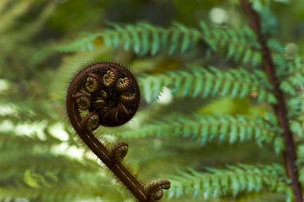 koru feto, nova zelândia - fern spiral frond green imagens e fotografias de stock