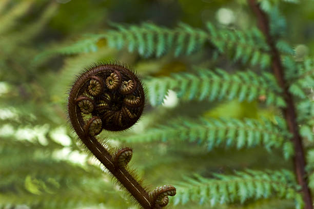 koru папоротник, новая зеландия - beauty in nature fern frond nature abstract стоковые фото и изображения
