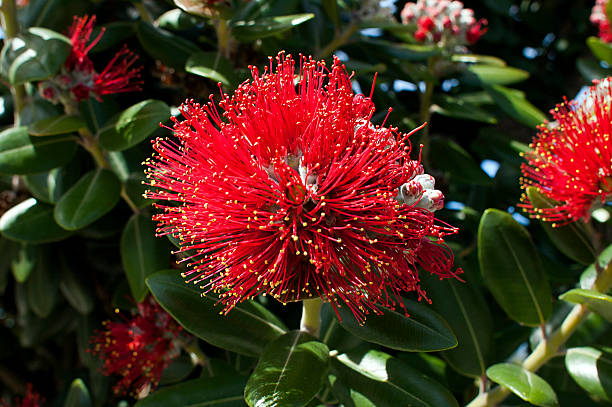 istock Pohutukawa, New Zealand 462363745