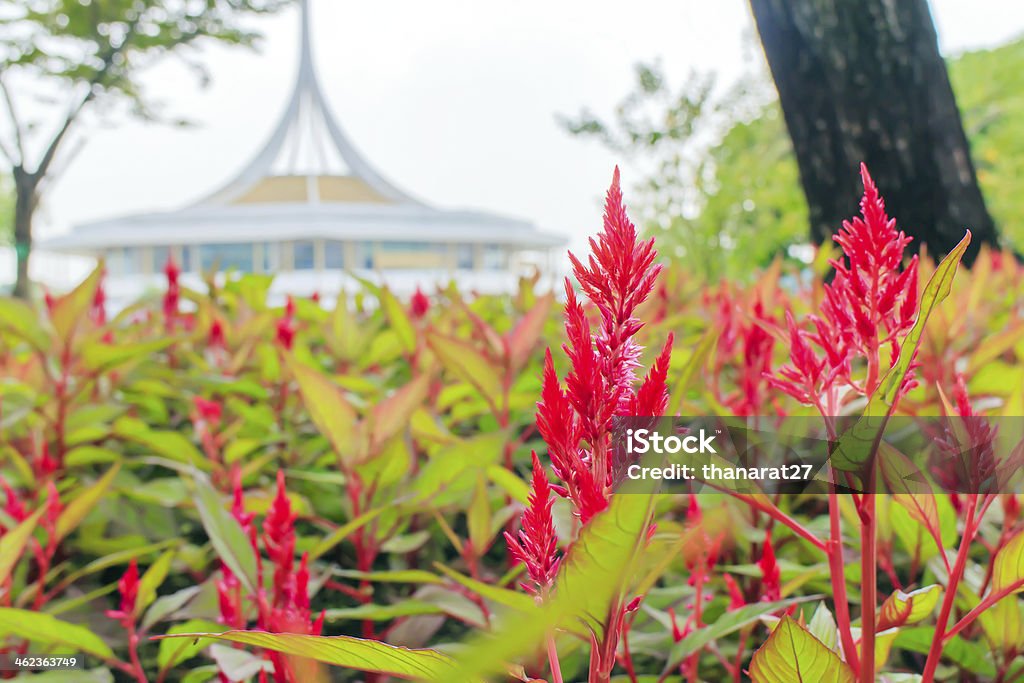 Fiori celosia Plumed - Foto stock royalty-free di Ambientazione esterna