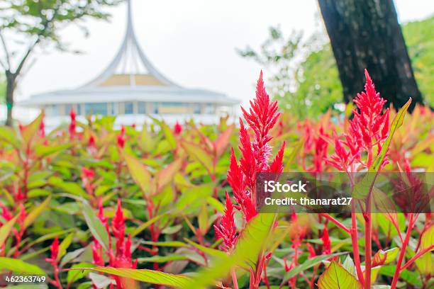 Fiori Celosia Plumed - Fotografie stock e altre immagini di Ambientazione esterna - Ambientazione esterna, Ambientazione tranquilla, Asparagina