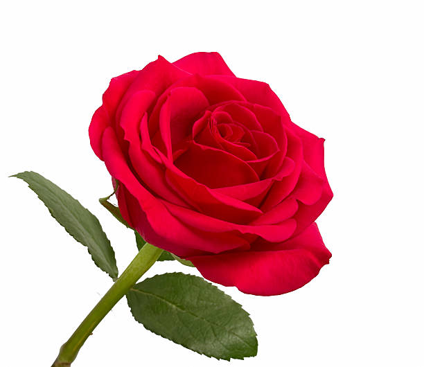 istock Open red rose with leaves on a white background 462364959