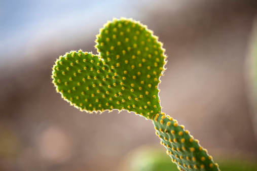 Cactus Heart Blair Background