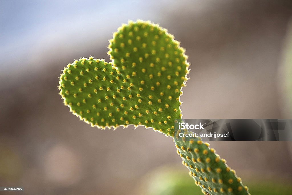 Cactus Heart Cactus Heart Blair Background Saguaro National Monument Stock Photo