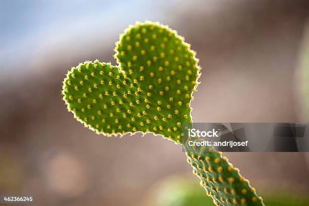 Cactus Heart Stock Photo - Download Image Now - Saguaro National Monument, Arizona, Barb - Feather Part