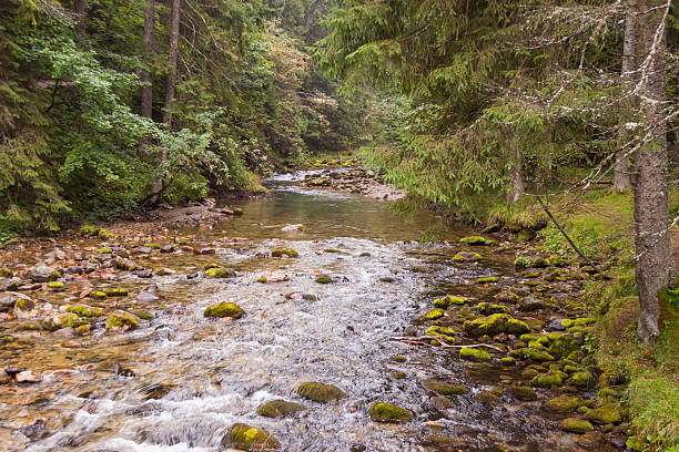 istock Rapid mountain brook in Koscieliska Valley 462366329